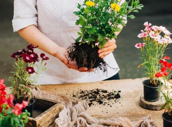 割草机 - 球探比分