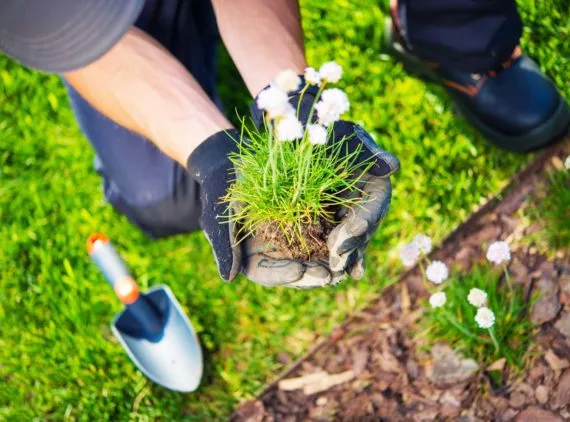 Lawn Mower - 球探比分